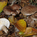 Lactarius pyrogalus Scharfer Hasel-Milchling