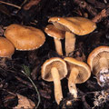 Agrocybe pediades Raustieliger Ackerling