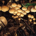 Gymnopus confluens Knopfstiel-Blaßsporrübling