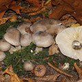 Tricholoma scalpturatum Gilbender Erdritterling