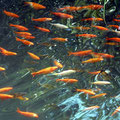 Goldfische