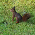 Eichhörnchen