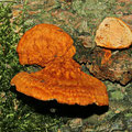 Pycnoporellus fulgens Leuchtender Weichporling 