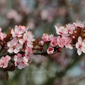  Fuji-Kirsche, Prunus incisa