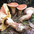 Suillus spraguei=Boletus pictus