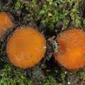 Scutellinia trechispora  Sternsporiger Schildborstling 