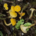 Lachnum pygmaeum