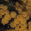 Cheilymenia fimicola Mistliebender Borstenbecher