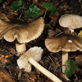 Megacollybia platyphylla Gemeines Breitblatt