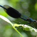 Gebänderte Prachtlibelle Calopteryx splendens