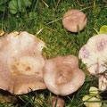Lactarius uvidus Klebriger Violett-Milchling