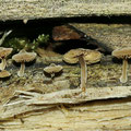 Simocybe centunculus Kleinsporiger Olivschnitzling