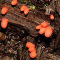 Lycogala conicum Eiförmiger Blutmilchpilz