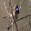 Blaukehlchen