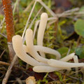 Clavaria falcata Zierliches Herbstkeulchen