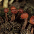 Claviceps purpurea Purpurbrauner Mutterkornpilz