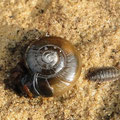 Schnecke und Assel
