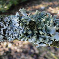 Flechten: Parmelia sulcata, rechts Parmotrema chinense