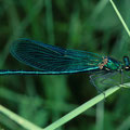 Blauflügel-Prachtlibelle m. Calopteryx virgo