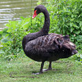 Schwarzer Schwan
