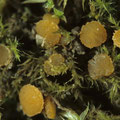 Lamprospora wrightii