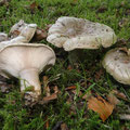 Lactarius blennius Graugrüner Milchling