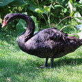 Schwarzer Schwan