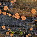 Orbilia luteorubella