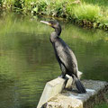 Kormoran
