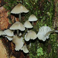 Mycena arcangeliana Olivgelber Helmling 