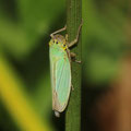 Grüne Zwergzikade Cicadella viridis 