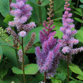 Teppichspiere Astilbe chinensis 