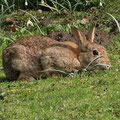 Wildkaninchen