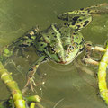 Teichfrosch