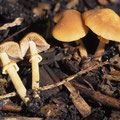 Conocybe-Pholiotina rugosa Runzel-Glockenschüppling