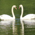 Höckerschwan-Schau mir in die Augen Kleines