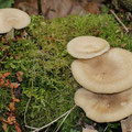 Polyporus ciliatus 