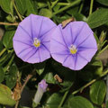 Kriechende Winde (Convolvulus sabatius