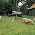 Bauernhofidylle mit glücklichen Tieren