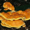 Laetiporus sulphureus Gemeiner Schwefelporling