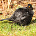 Amsel