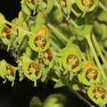 Mittelmeer-Wolfsmilch-Euphorbia characias