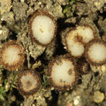 Trichophaeopsis paludosa  Sumpf-Borstling 