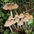 Coprinellus impatiens Grobgefurchter Tintling