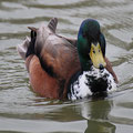 Stockente