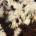 Mucronella bresadolae Weißes Stachelspitzchen