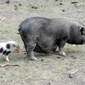 Hängebauchschwein mit Ferkel