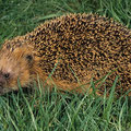 Igel aus dem Winterschlaf erwacht