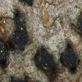 Camarops microspora