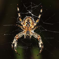 Kreuzspinne Araneus diadematus